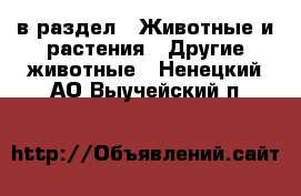  в раздел : Животные и растения » Другие животные . Ненецкий АО,Выучейский п.